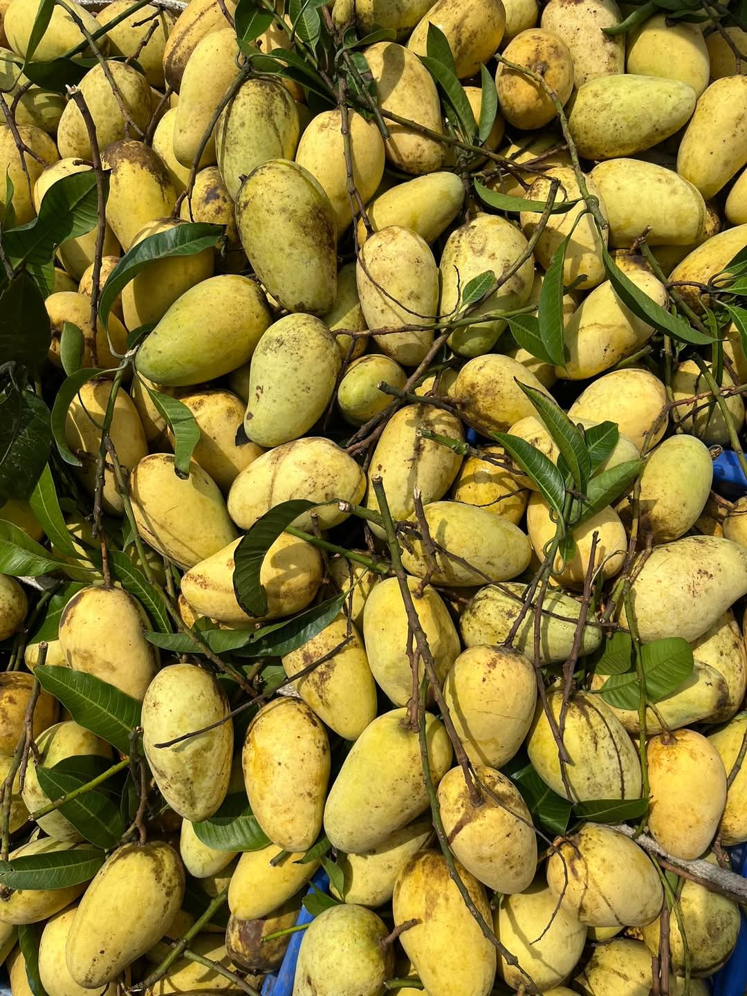 সামান্তা
