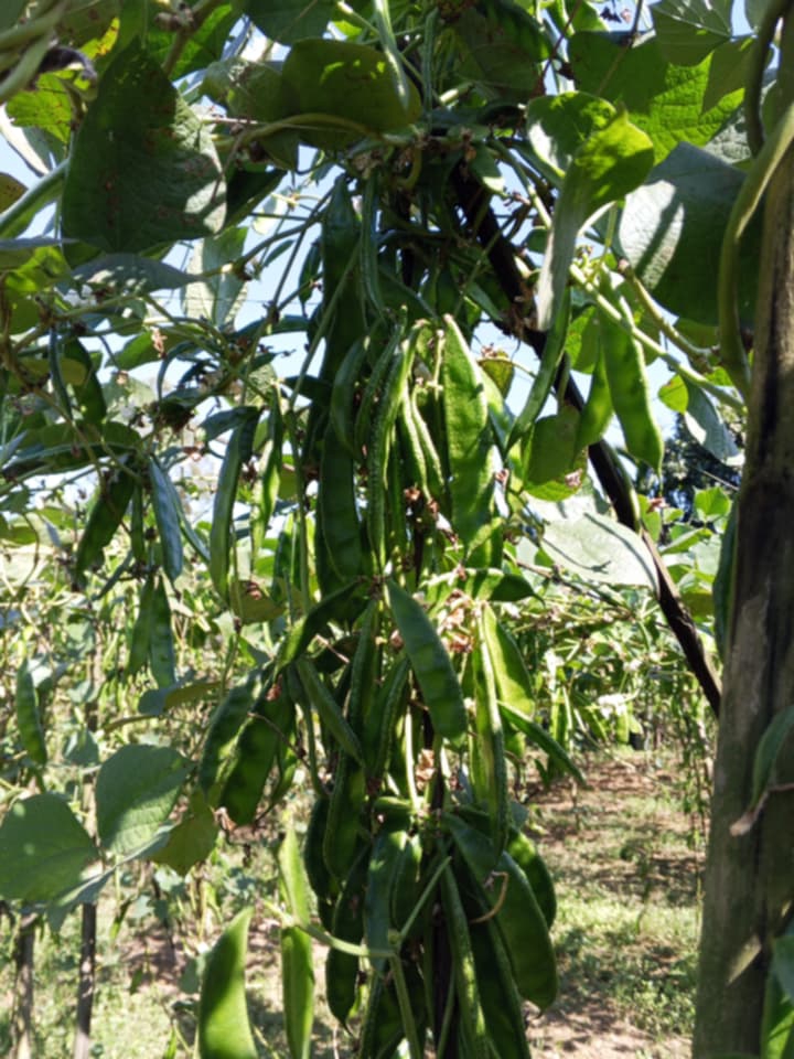 Customer review image