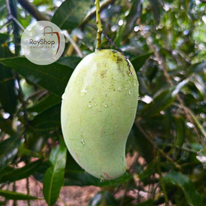 আঁশ নেই, খোসা পাতলা, আঁটি ছোট, প্রতিটা কামড়েই স্বাদে মন ভরে যায়।