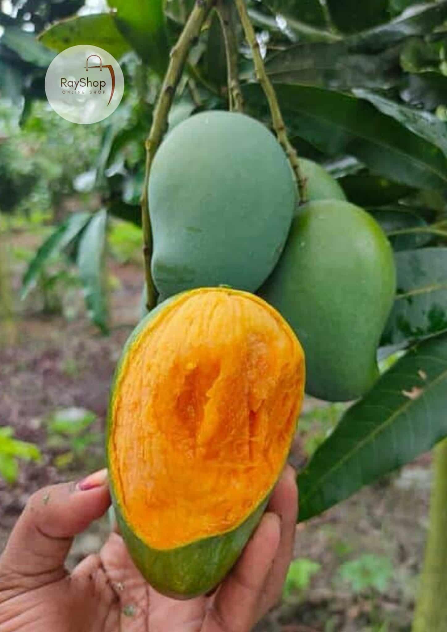 আঁশ নেই, খোসা পাতলা, আঁটি ছোট, প্রতিটা কামড়েই স্বাদে মন ভরে যায়।