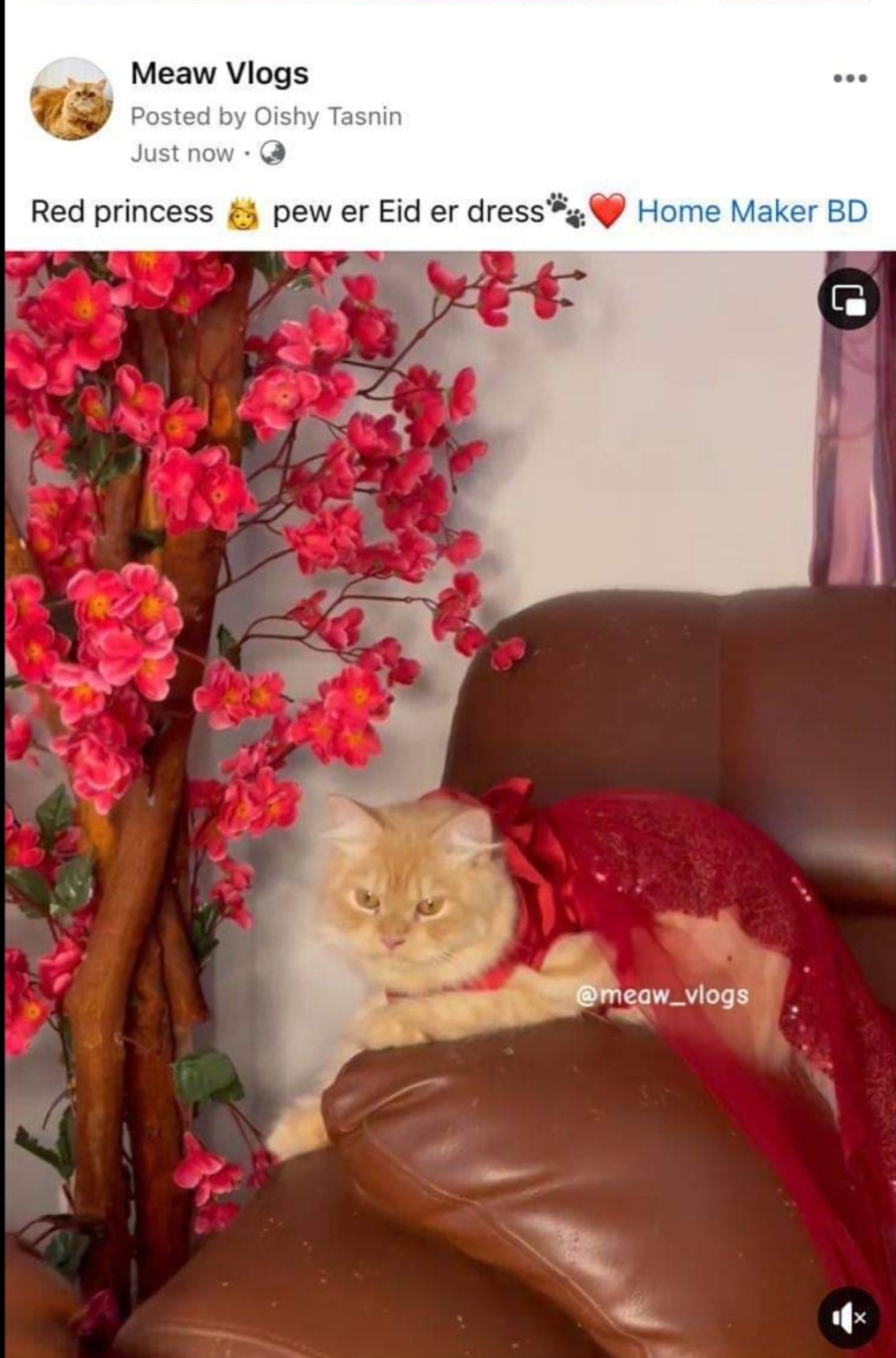 Meaw vlogs