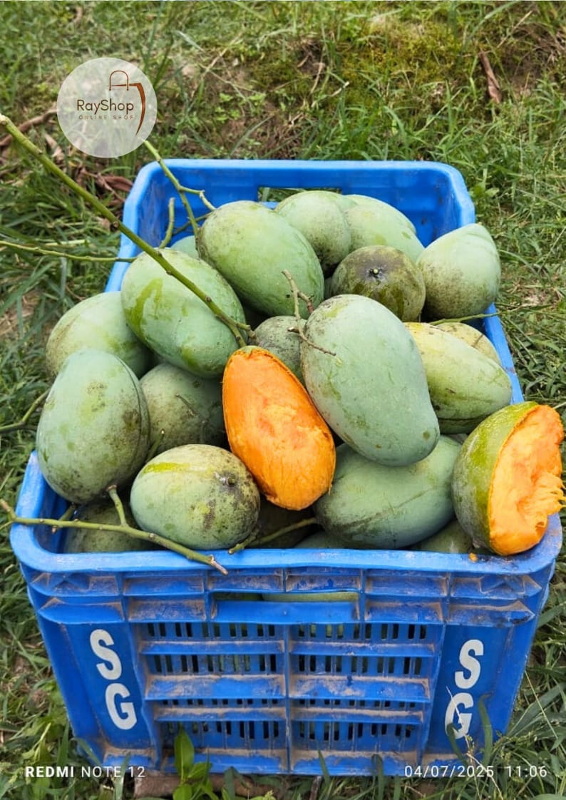 আপনার পরিবারের জন্য নিরাপদ রূপালি আম