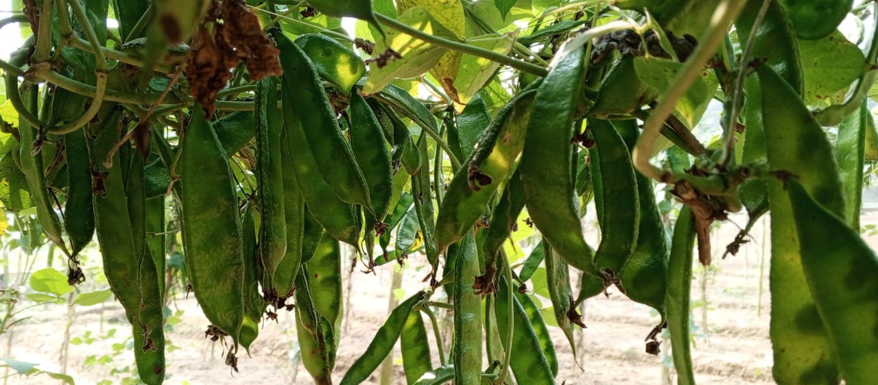 কেরালা শিমের বীজ ফেমাস -১ । Kerelar Bean seeds Famous -1