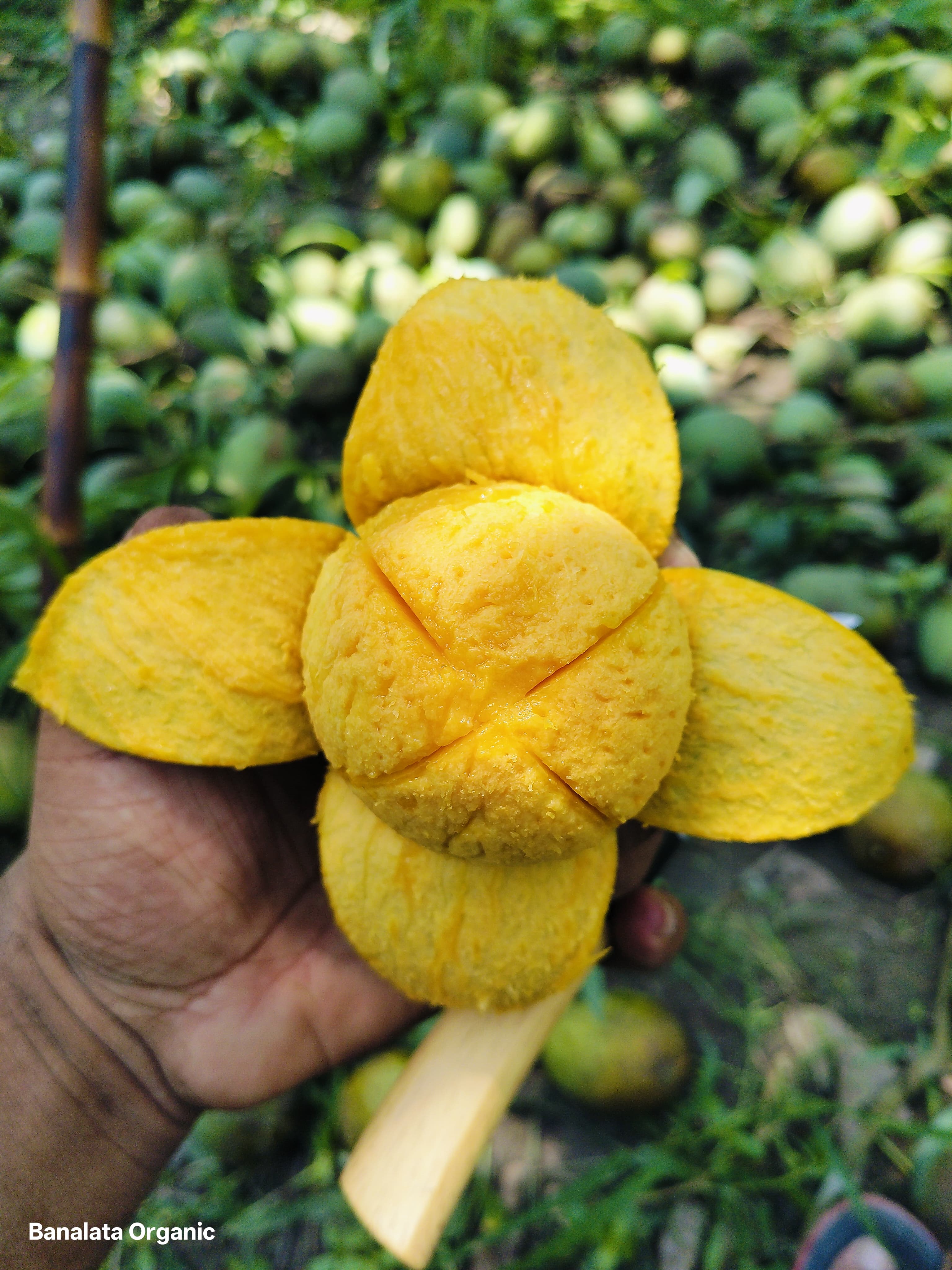 ল্যাংড়া আম